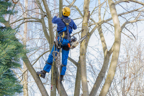 Best Palm Tree Trimming  in Niwot, CO