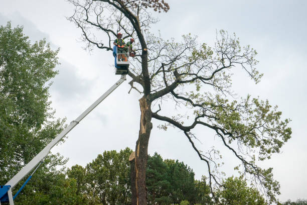 Best Commercial Tree Services  in Niwot, CO